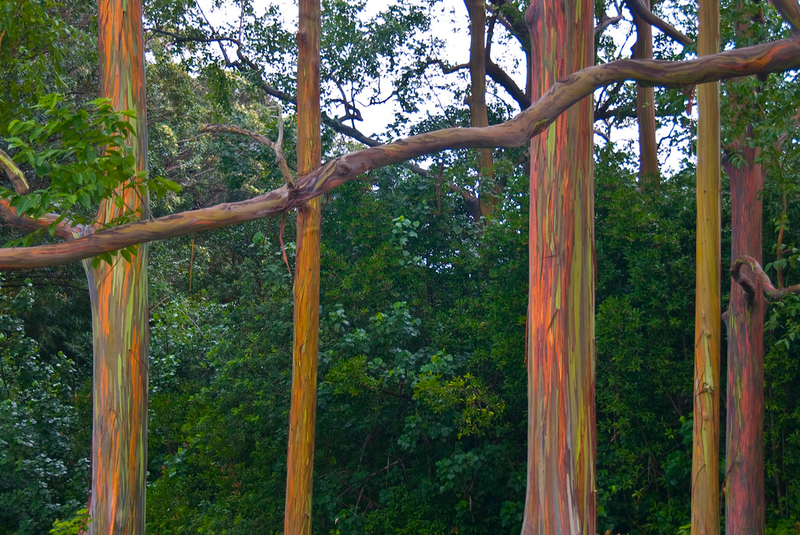 Illustration for article titled These Eucalyptus Trees Look Like They Are Made Of Crayons
